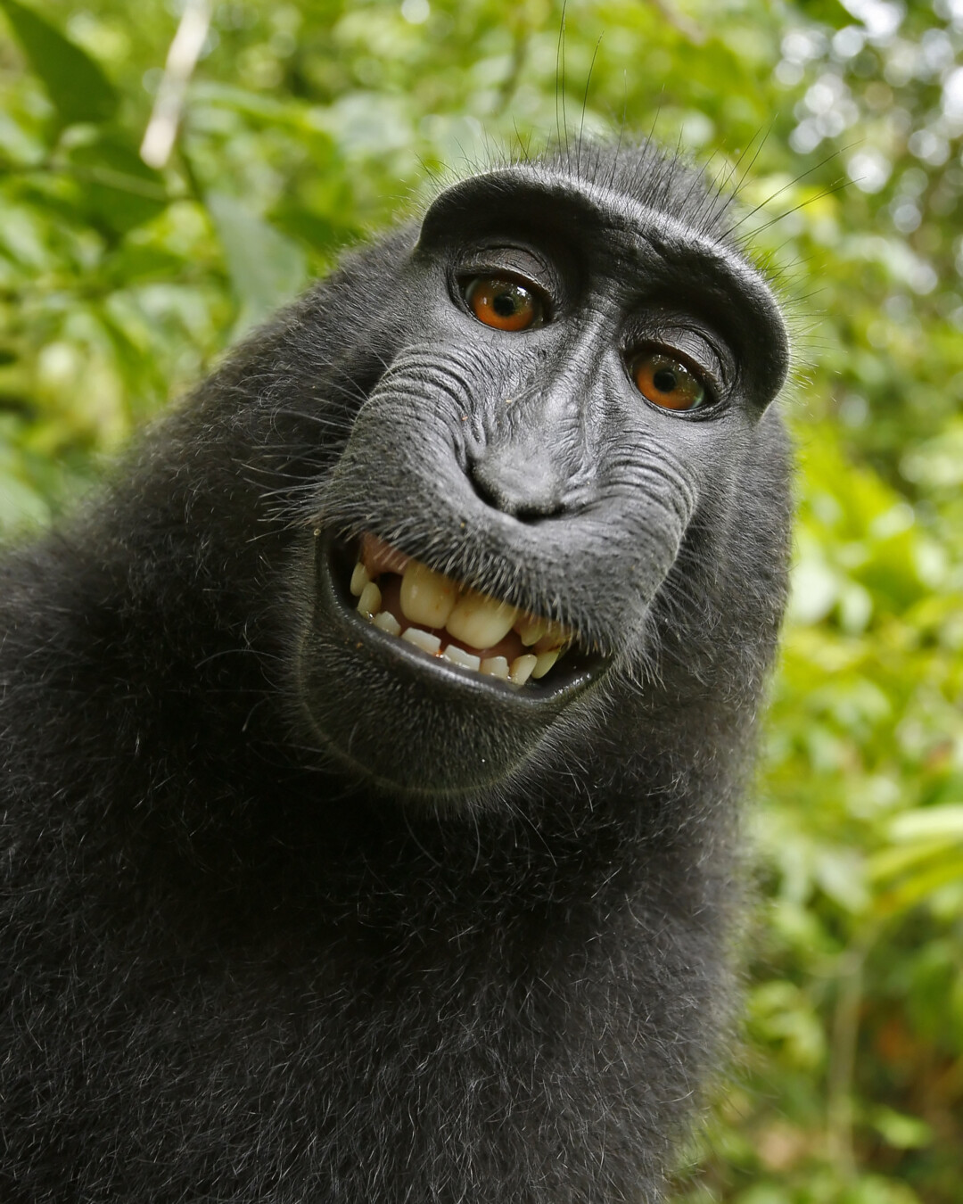 PIC BY A WILD MONKEY / DAVID SLATER / CATERS NEWS - (PICTURED: One of the photos that the monkey took with Davids camera. 1 of 2: This photo was the original photo the monkey took) - The photographer behind the famous monkey selfie picture is threatening to take legal action against Wikimedia after they refused to remove his picture because ‘the monkey took it’. David Slater, from Coleford, Gloucestershire, was taking photos of macaques on the Indonesian island of Sulawesi in 2011 when the animals began to investigate his equipment. A black crested macaque appeared to be checking out its appearance in the lens and it wasn’t long before it hijacked the camera and began snapping away. SEE CATERS COPY.